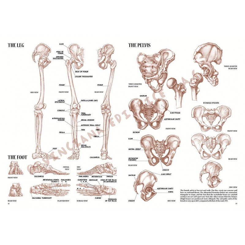 Anatomia artistică, nr. 4 cu ilustrații, colecția Leonardo, Vinciana Editrice - 2 | YEO