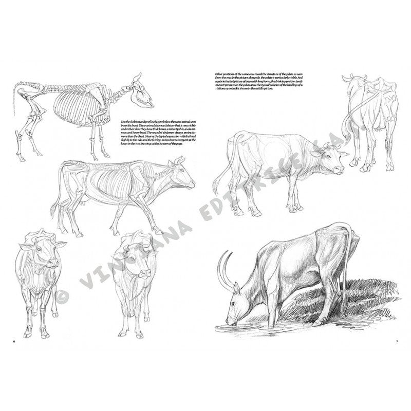 Animale, nr. 13 cu ilustrații, colecția Leonardo, Vinciana Editrice - 1 | YEO